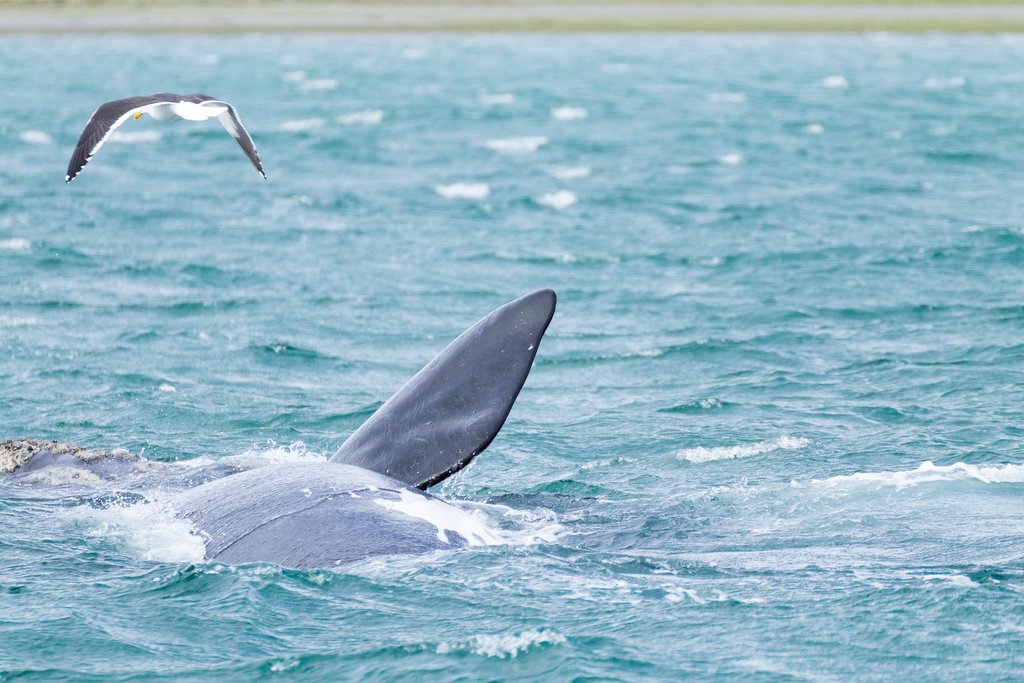 Whales and Seabirds near Puerto Madryn
