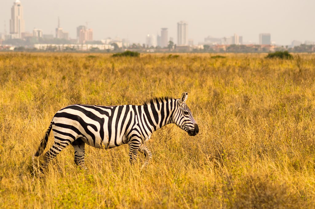 A zebra in Nairobi National Park