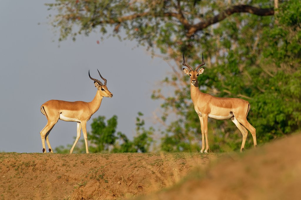 Impala in the wild