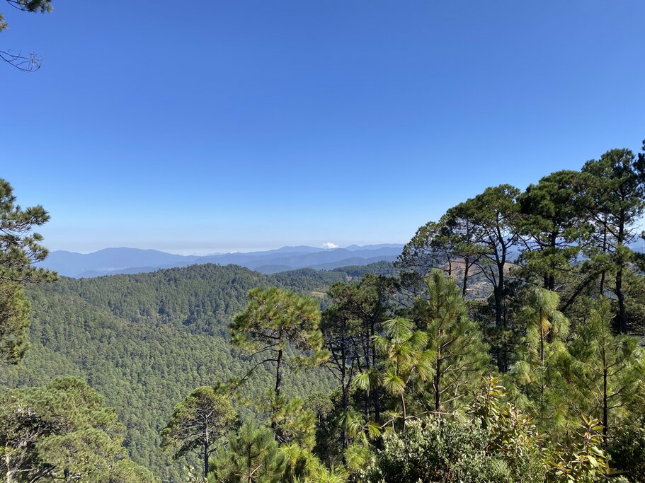 Walk through the enchanted forest of  Ixtepeji