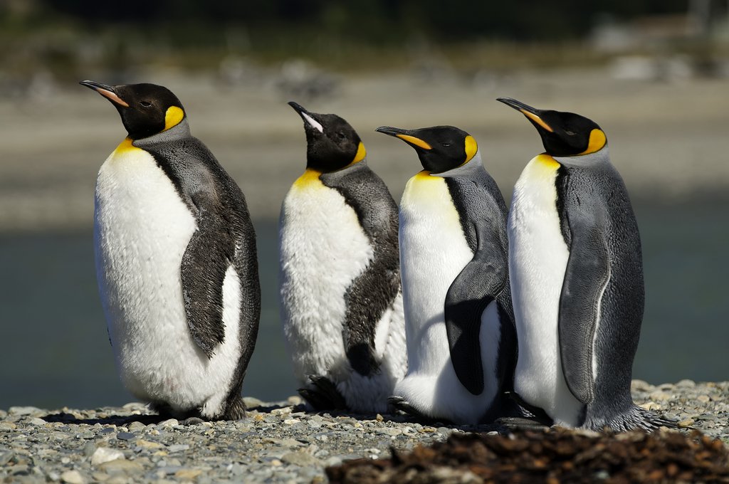 Chile's penguins