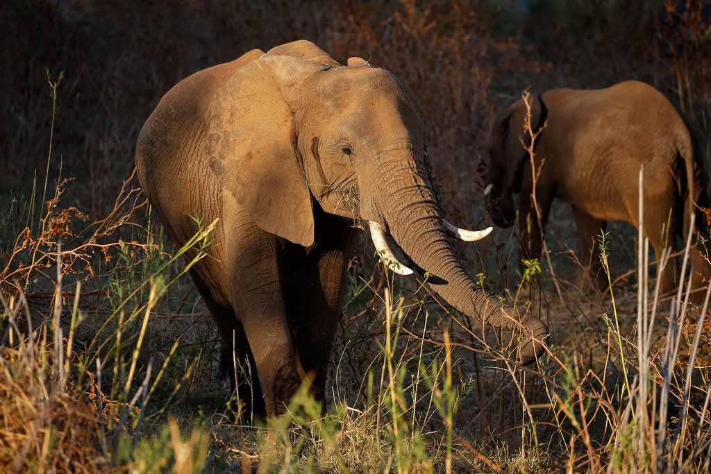 African elephants spotted on safari in Kruger Natl. Park