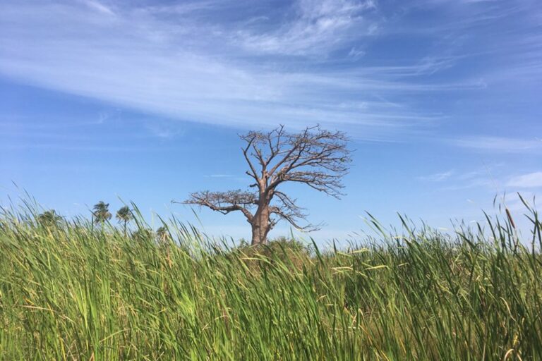 When Is The Best Time Of Year To Visit Gambia