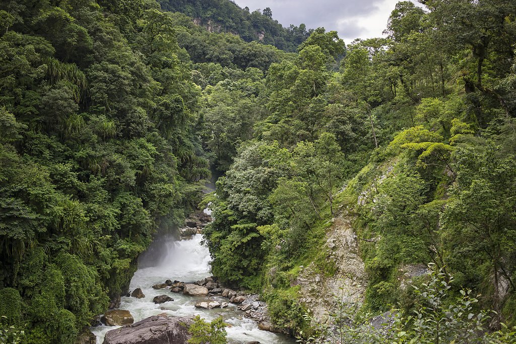 Forested trails near Ghandruk