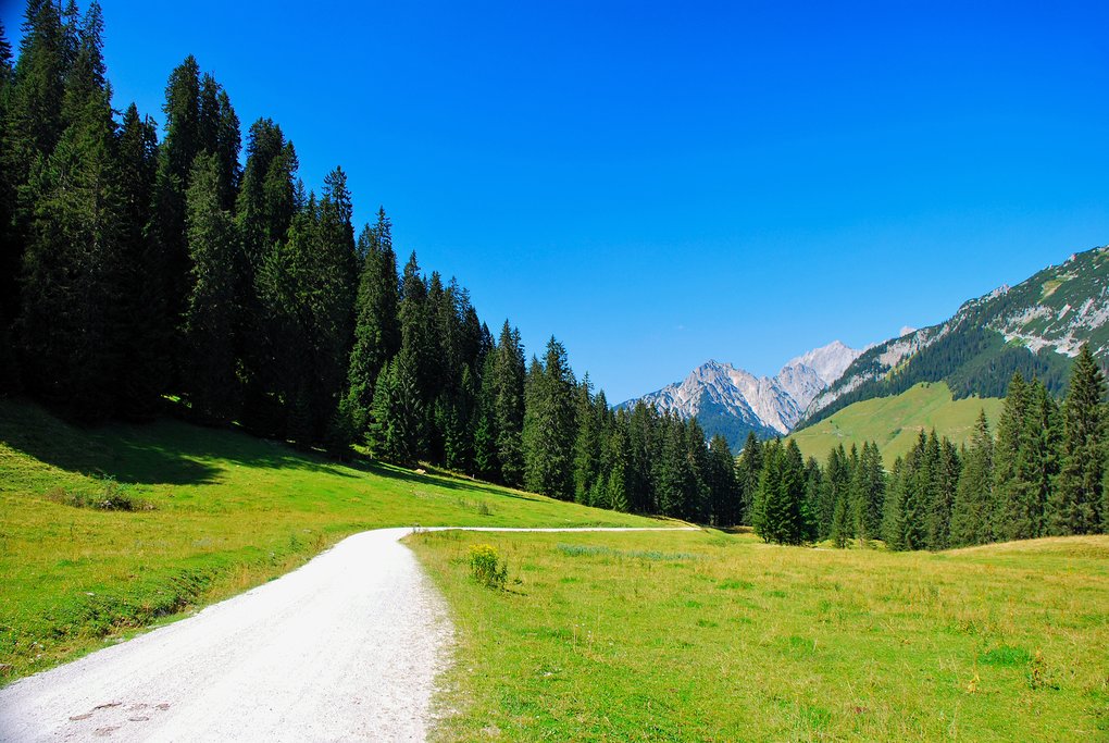 A wide trail through the evergreens.