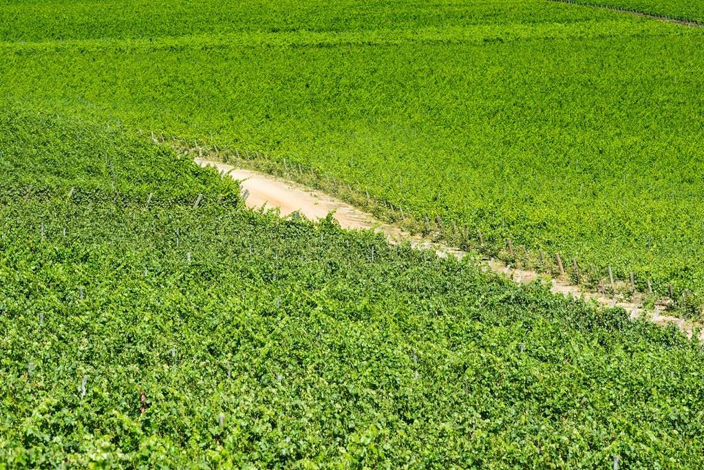Colchagua Valley enjoys a cool Mediterranean climate