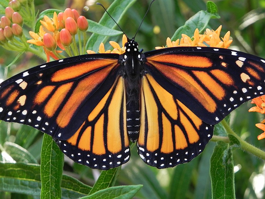 Monarch butterfly