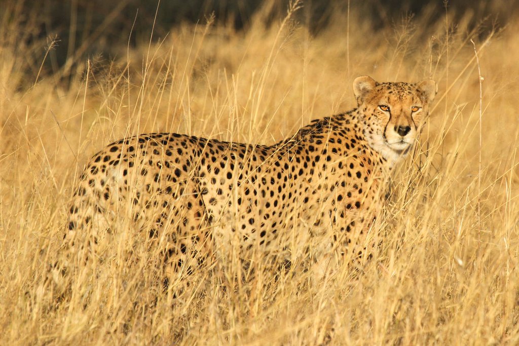 Cheetah in Hwange National Park