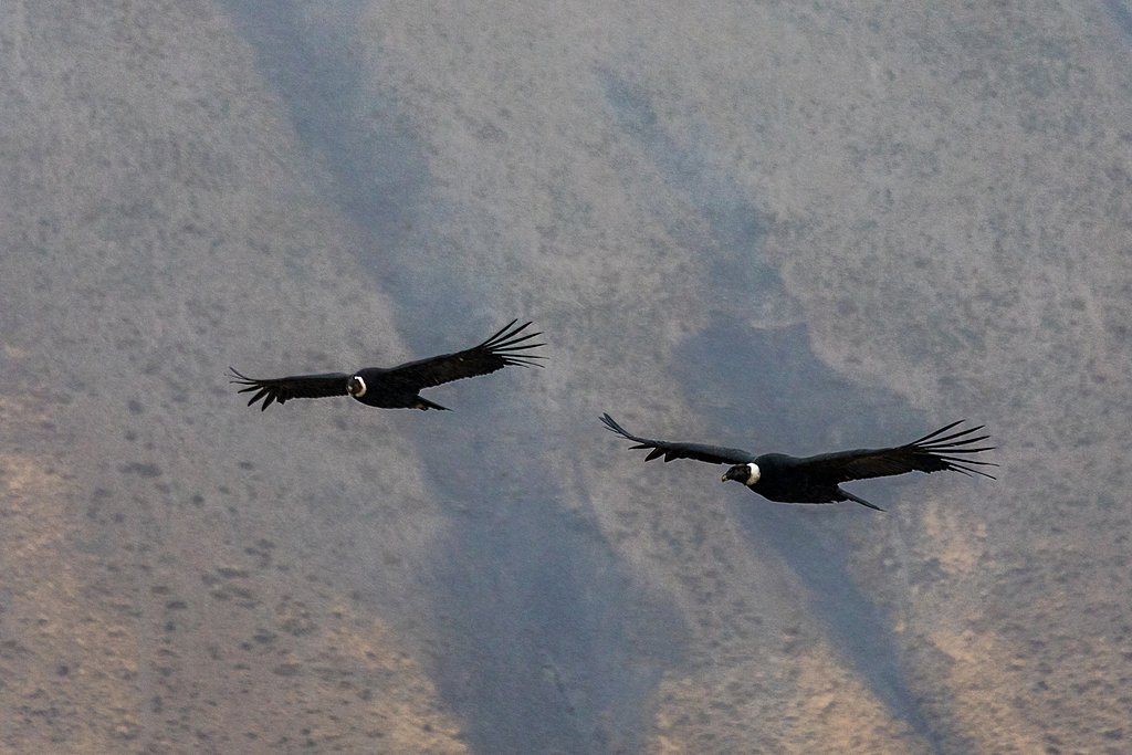 Two Andean condors catch a breeze