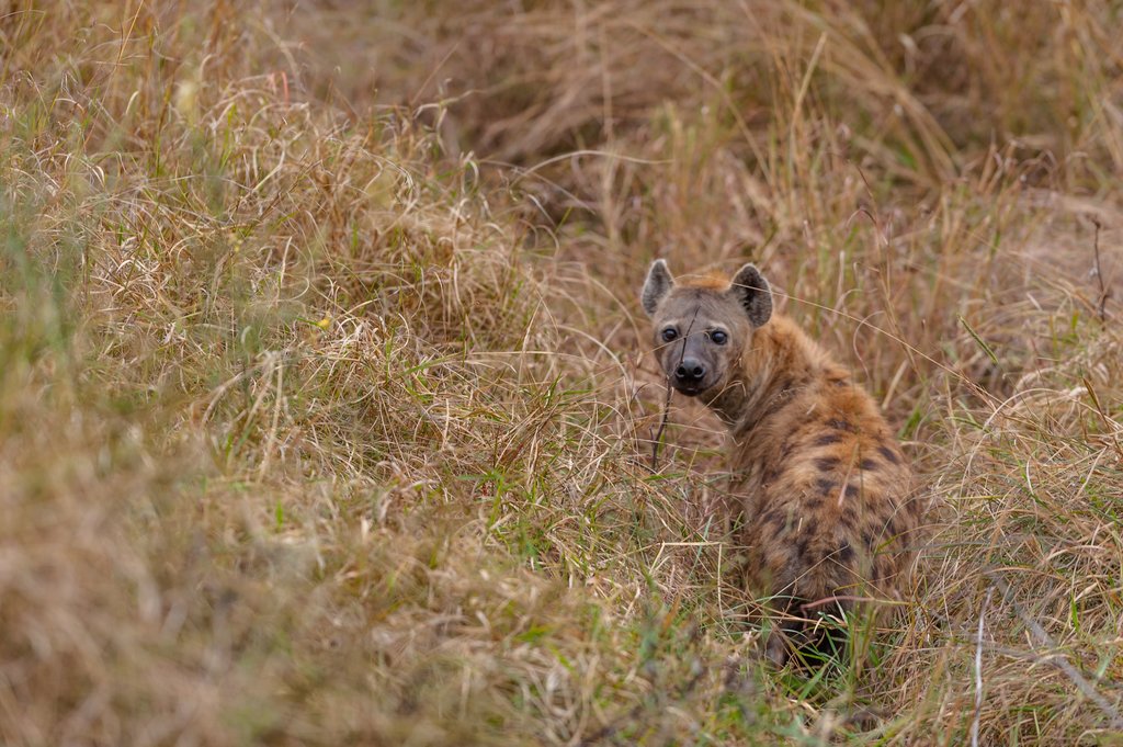 sported hyena Masai mara