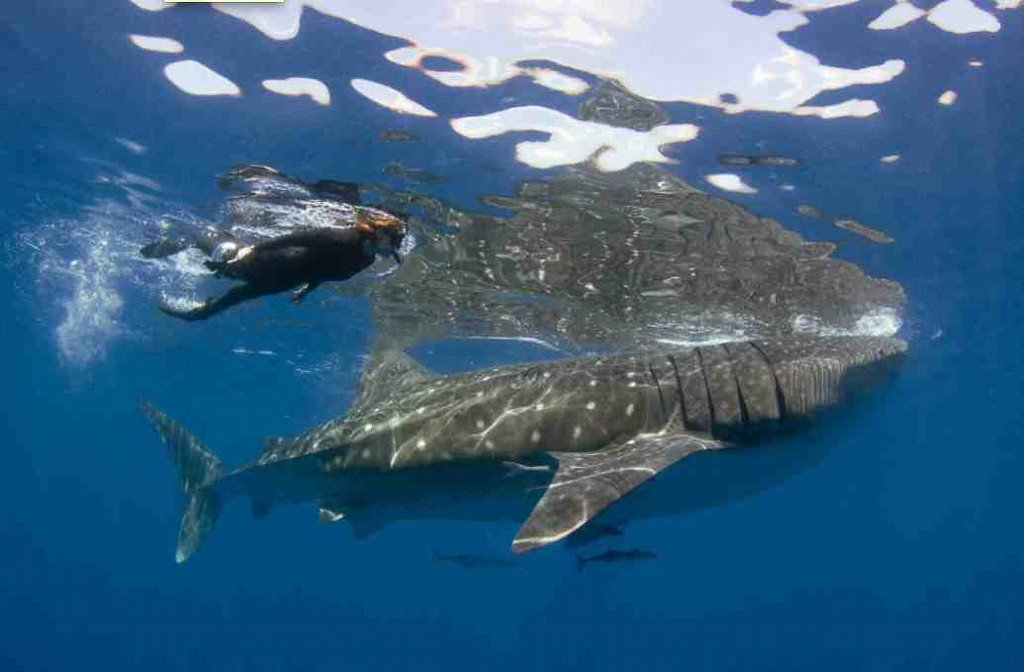 Swimming with the Whale Shark from Riviera Maya