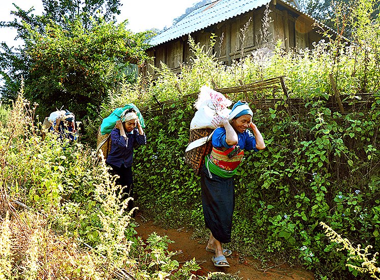 Women farmers carrying the spoils of the rice harvest