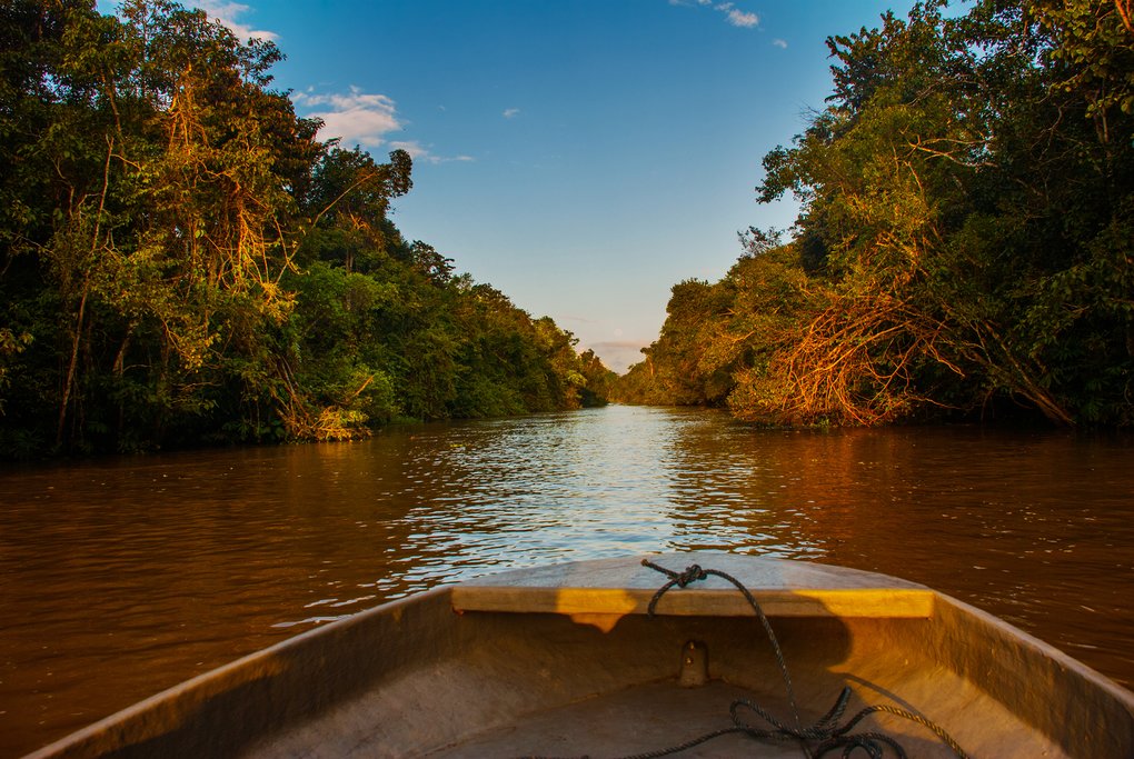 Search for wildlife on a river safari