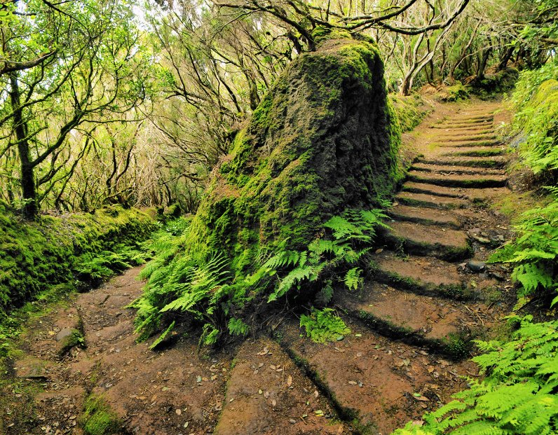Trail's through the ancient laurel forests of Anaga National Park.