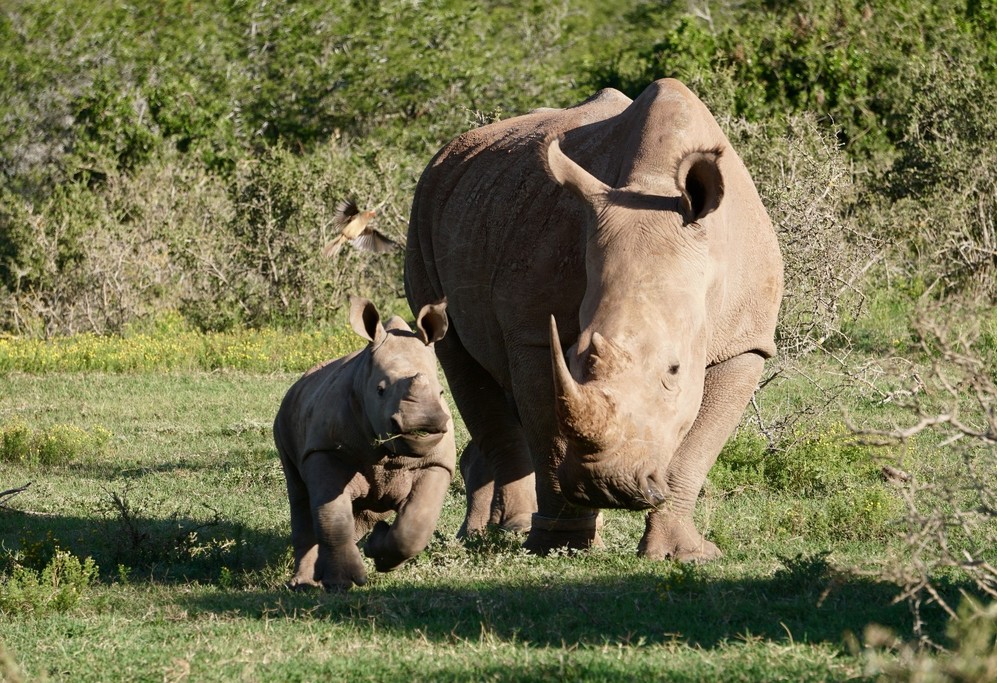 A two month old rhino with its mother