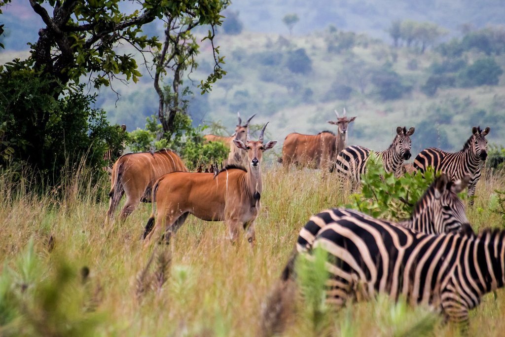 Antelope and zebras in Akagera National Park