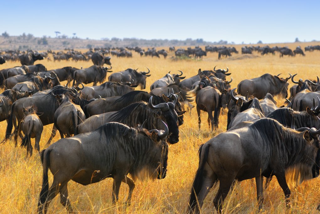 The Great Migration in Maasai Mara