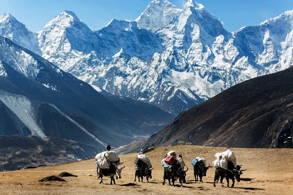 Yaks in Lobuche