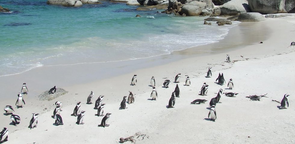 Penguins in False Bay