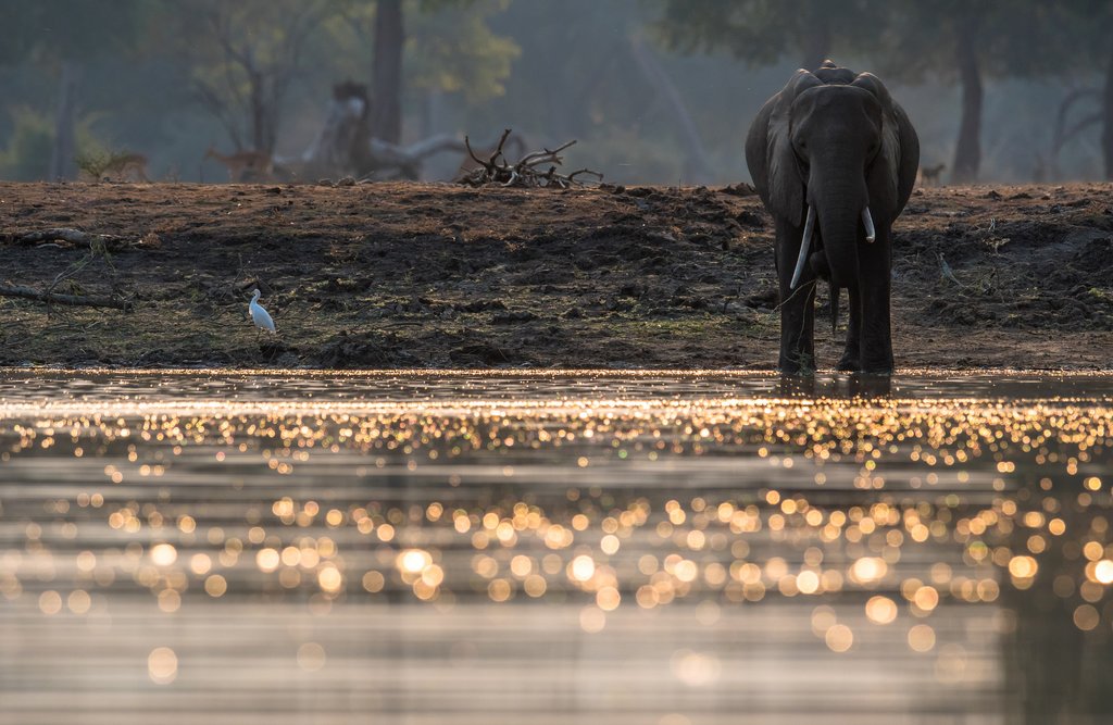 Elephant in pool