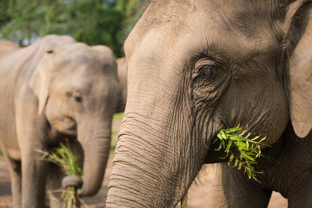 The elephants at Tiger Tops