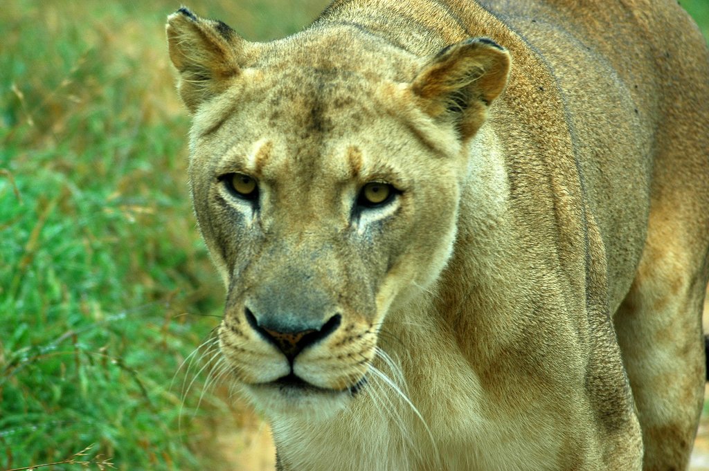Pumba game reserve