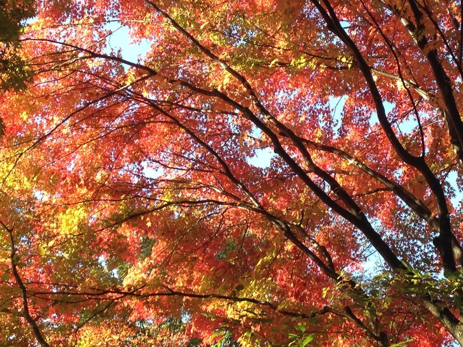 Autumn colors in Nikko