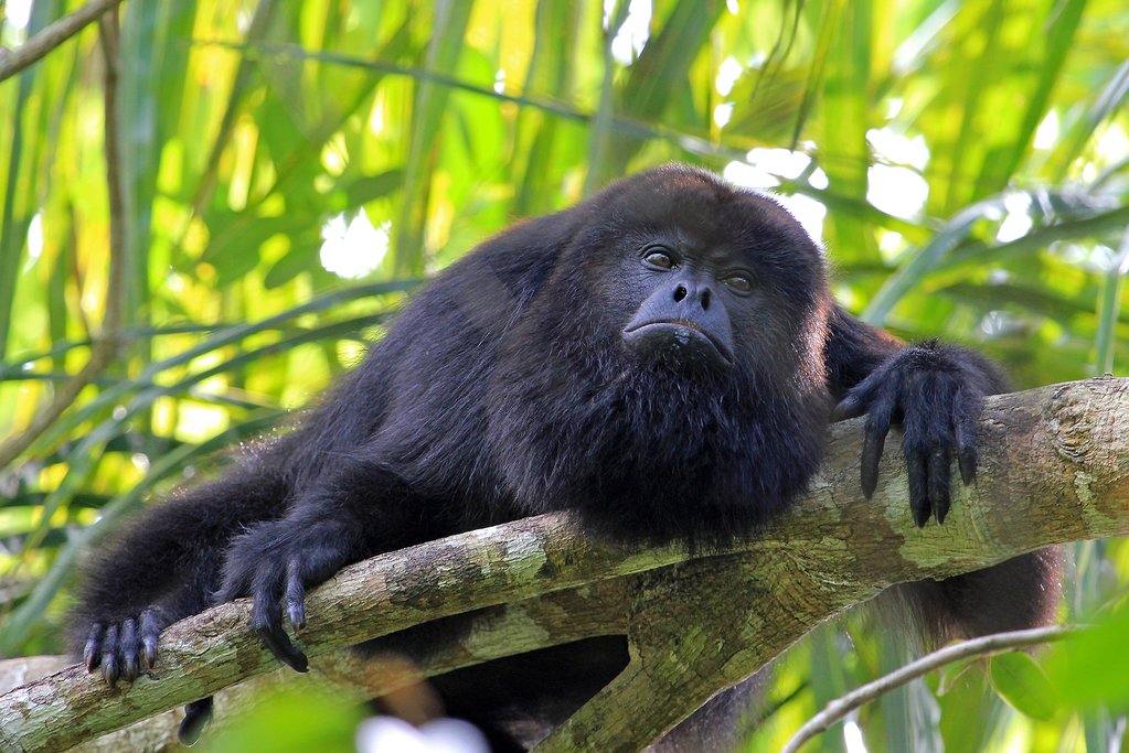 A black howler monkey is native to the region