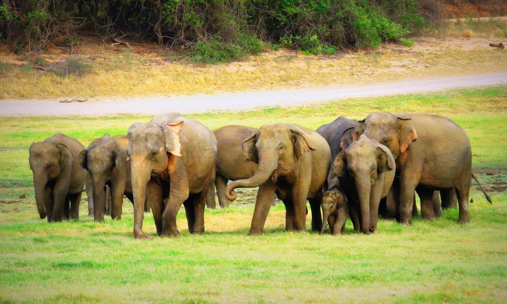 Asian elephants in Udawalawe