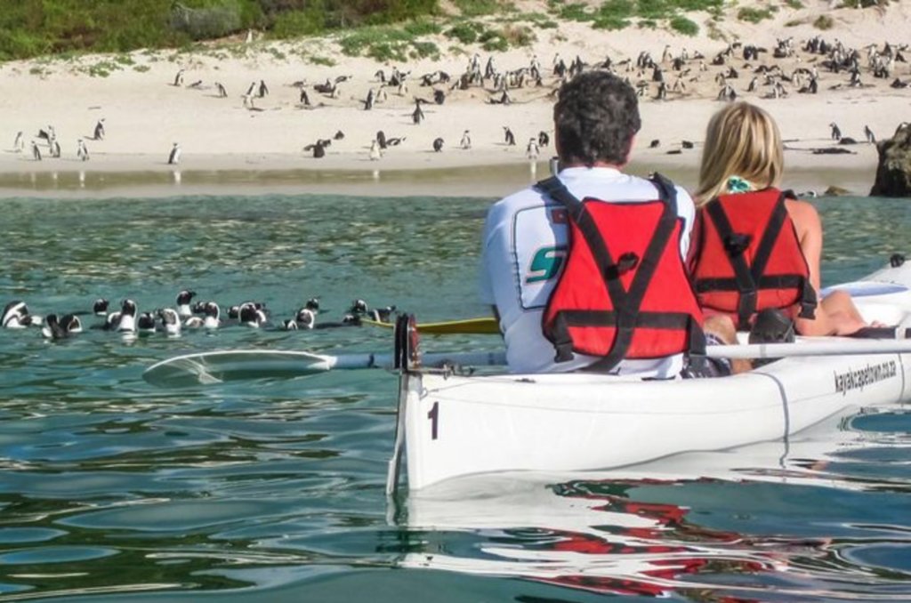 Sea kayaking with penguins