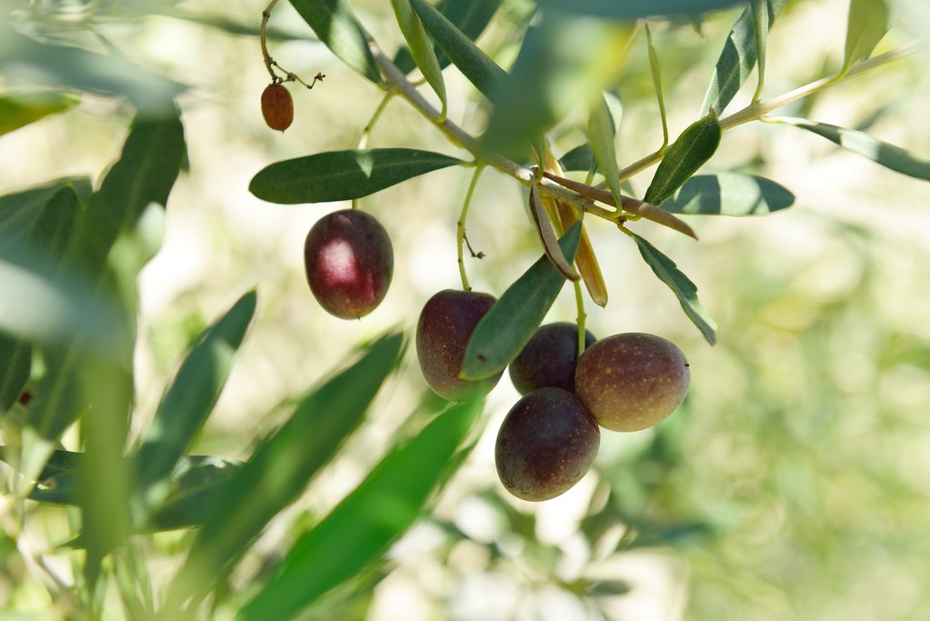 Olives on the tree