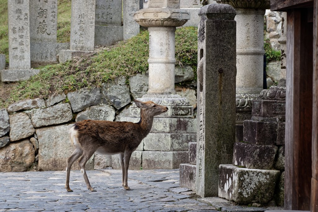 A lone deer on the grounds of Nara