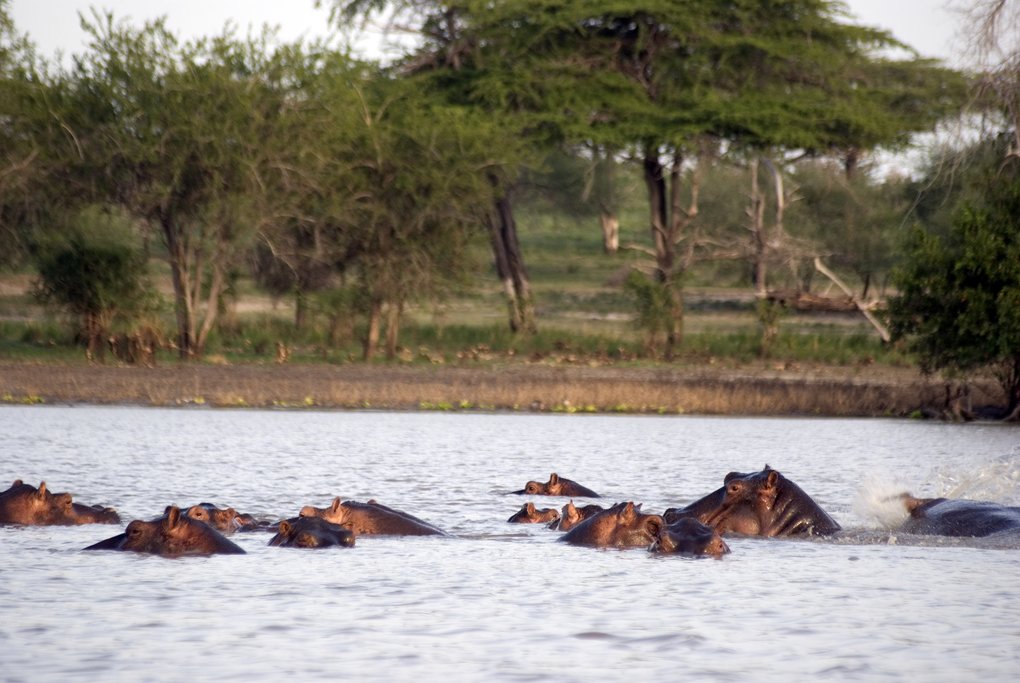 Hippo gathering