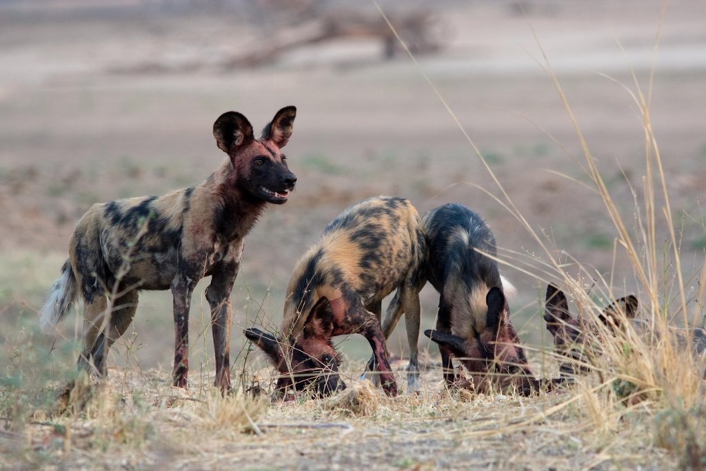 Wild dogs on a game drive 