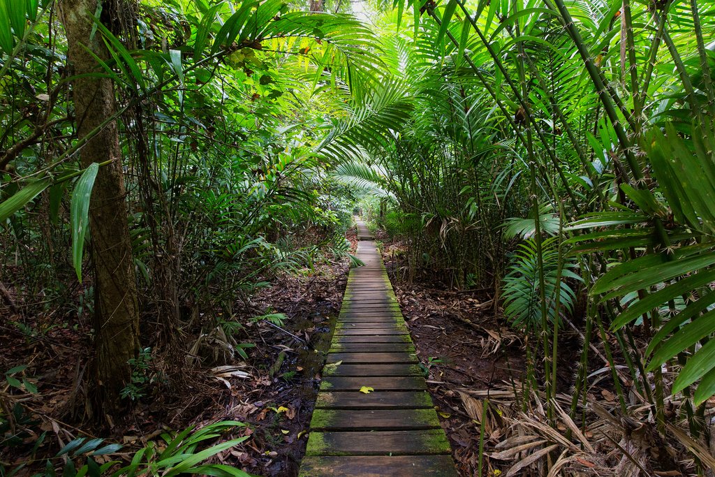 Deep jungle inside Bako National Park