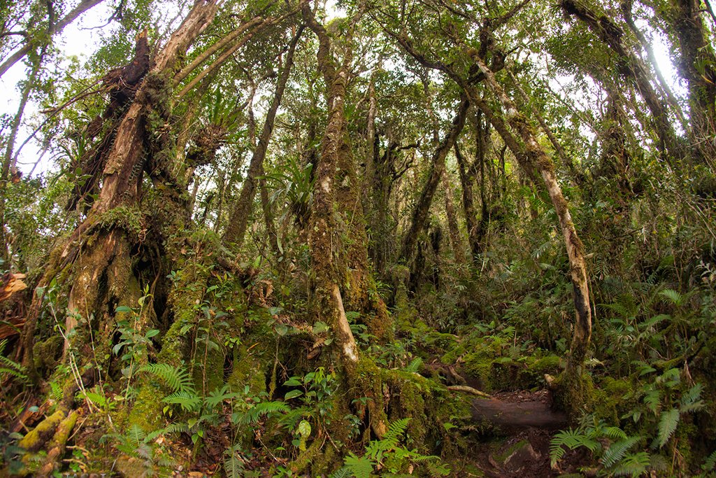 Moss forest along the trek