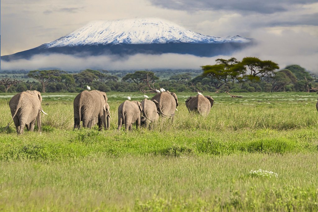 Elephants in Amboseli National Park