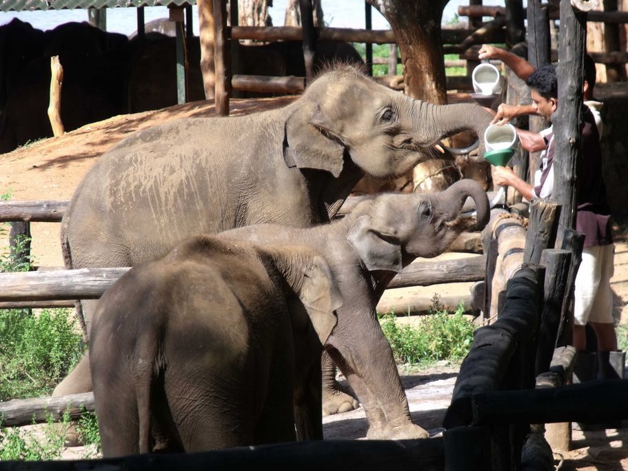 Elephant Transit  Home