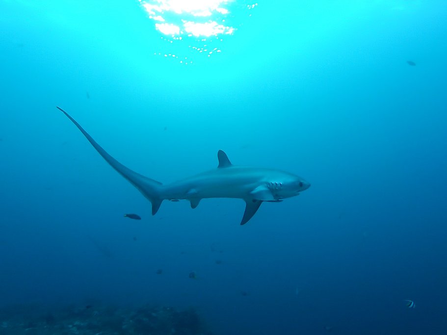 A thresher shark