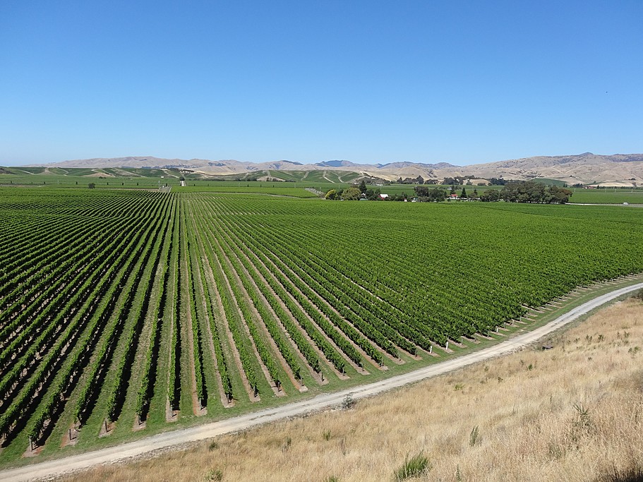 Vineyards cover the area surrounding Blenheim
