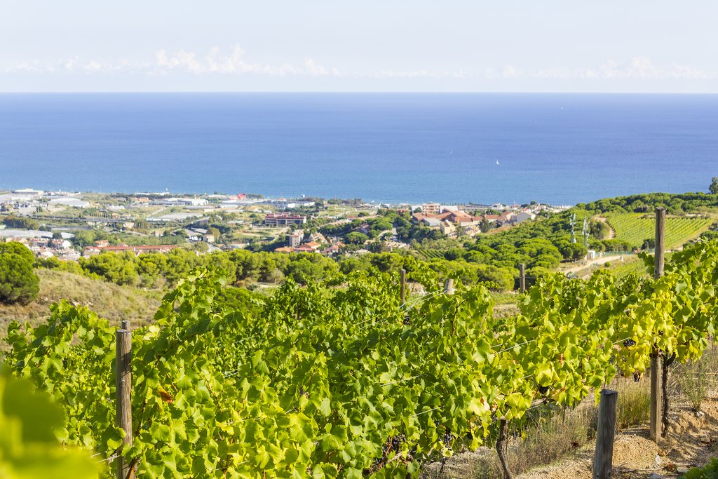 Vineyard Views Near Barcelona