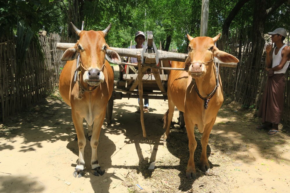 Tamarind Lake Village