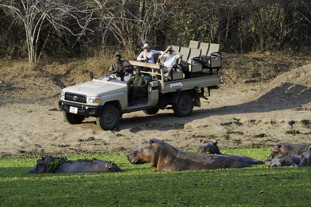 Wildlife viewing by the river 