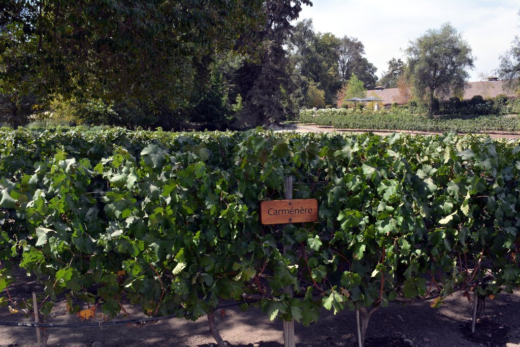 Historic Maipo Valley is nicknamed the "Bordeaux of South America"