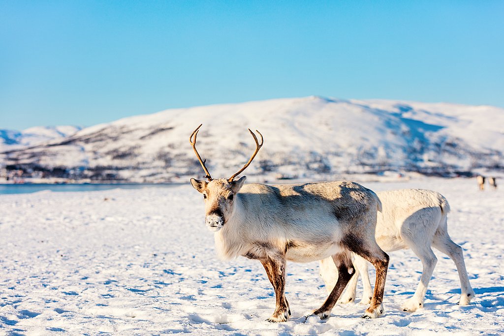 Look for reindeer on your dog sledding adventure