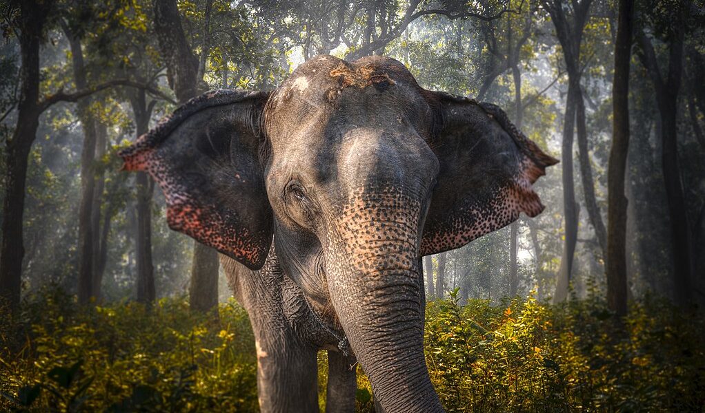 elephants in Chitwan. In the jungles of Nepal