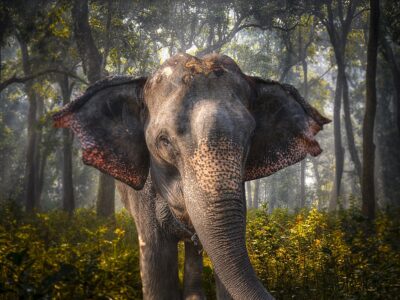 elephants in Chitwan. In the jungles of Nepal