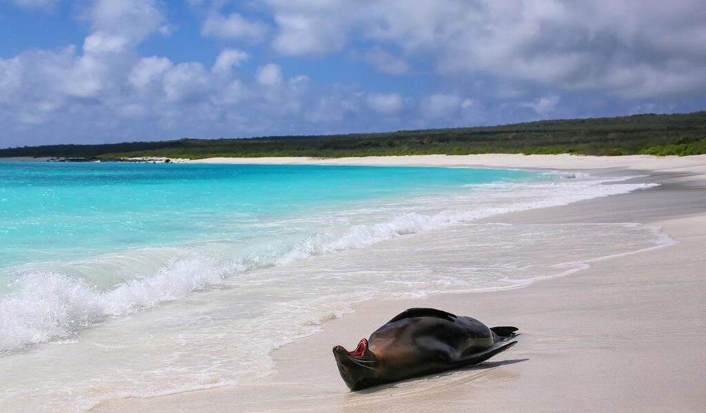 Galapagos Sea Lion Lying On The Beach At Gardner Bay, Espanola I
