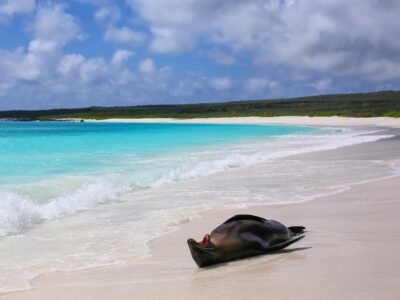 Galapagos Sea Lion Lying On The Beach At Gardner Bay, Espanola I