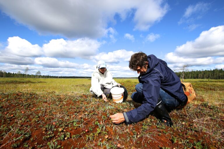 Cloudberry Culture In Finlands Lapland Region